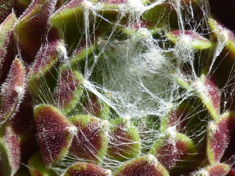 Image of spider web in cactus